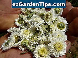 Сортове растения от джинджифил 🌱 Съвети Градинари - Bg.ezGardenTips.com