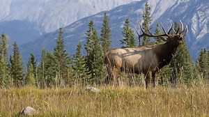 North American Elk: Endless Bugles