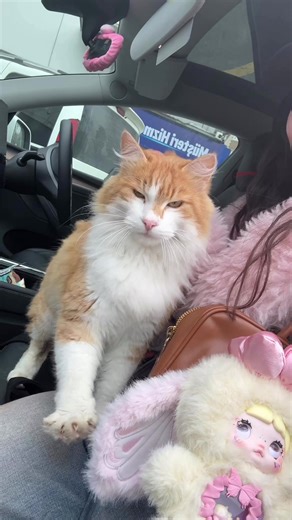 Sarışın kedomuz part3🐈🥹