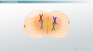 Cell Plate Definition, Formation & Cell Division