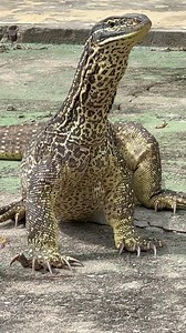 Have a go at the claws on this big bugger 😳 Varanus panoptes Common names: Argus Monitor, Yellow Spotted Monitor, Floodplains Monitor Status: Total Badass Location: Top End NT, Australia | Wildman Adventures