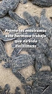 Vector Dragonfly on Reels