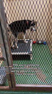 Rex is adoptable at Yakima Humane Society in Yakima, Washington. Visit yakimahumane.org for more info. #shelterdogsrock #yakimawashington #siberianhusky #adoptme #rescueme | Julie Saraceno