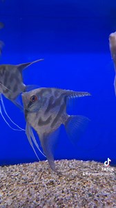 Clown Angelfish 🐠 #grosvenortropicals #Lisburn #Fishkeeping #freshwateraquarium #angelfish | Grosvenor Tropicals