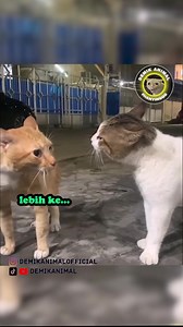 647K views · 10K reactions | KENA KASUS #dubbing #dubbinglucu #dubbinghewan #dubbingbinatang #dubbingindonesia #demikanimal #demikanimalofficial #dubbingkucing #kucinglucu #kucing | Goodquality Store | Facebook