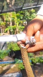 Modified cleft grafting mango tree #gardening #grafting | GardeningFruit
