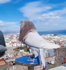 Handsome fella | Pigeons
