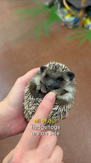 HEDGEHOG MADNESS SALE! We’re running a VERY special deal on hedgehogs until Friday the 13th 👻 inquire via DM today to get more info about this spooky deal! | NJ Exotic Pets