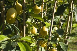 What Are The Causes Of Yellow Leaves On Lemon Trees? - Garden Guides