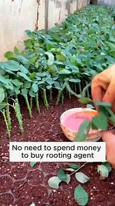 1.3M views · 12K reactions | Homemade rooting water #gardentips #howto #seedling #tricks #homehacks #hometips #nature #plants #usa #soil #tips #tutorial #garden | Gardening 84 | Facebook
