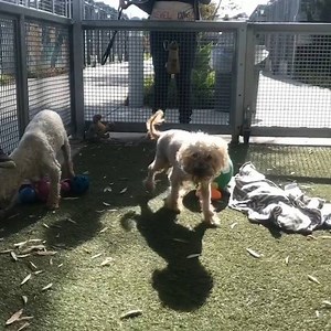 3 comments | Los Angeles, CA ~ Animal ID #A0635048 City of Los...