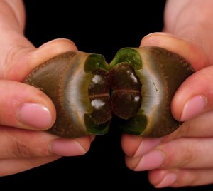 274K views · 413 reactions | Cool indoor gardening hacks for you to try this season! | Green Bean | Facebook