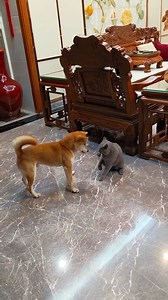 This is brilliant 😂 | Hilarious Ted