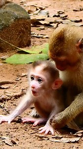 1.1K views · 18 reactions | Leo screaming fast #MonkeyLife | Than Samathi | Facebook