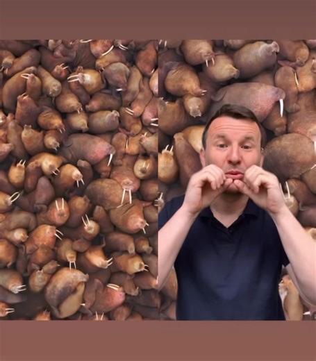 7.7K views · 945 reactions | Walrus and his Colony | Markulland | Facebook