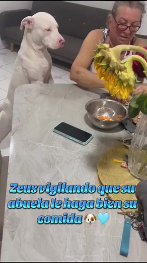 Zeus y Su Abuela: Una Comedia Canina
