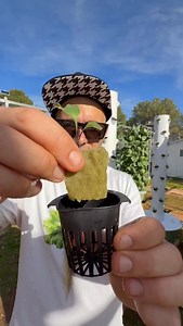 389K views · 93K reactions | Maximizing purple cauliflower cultivation on aeroponic towers. It takes 72 days for the cauliflowers to reach maturity from the day we transplant the seedlings. On a single tower, we can grow up to 18 cauliflowers. #cauliflower #farming #agriculture #gardening #vegetable #aeroponics #verticalfarming #hydroponics | Agrotonomy Tower Farms | Facebook