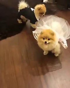 26K views · 492 reactions | The Wedding | Pomeranian | Facebook