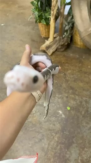 2.2K views · 52 reactions | The Reptile Zoo on Reels | Facebook