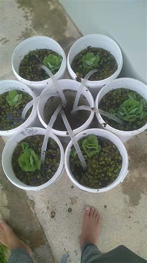 23K views · 61 reactions | Natural Biological Swimming Pool Filter 24 hours test | Bilda Boyz Construction Services Ltd. | Facebook