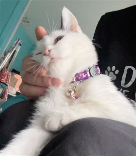 Posh Pets Rescue on Reels