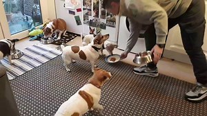 WOLFMANDOG invited guests a dinner...🤔... a washing up... | Mr Scooby Doo and The Mousketeers