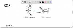 SOLVED:The Anaplerotic Purine Nucleoside Cycle of Skeletal Muscle Write a balanced equation for the conversion of aspartate to fumarate by the purine nucleoside cycle in skeletal muscle.