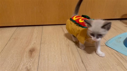 Here’s a fun video of some kittens in Halloween costumes. Fun fact, the costumes for guinea pigs and lizards at Petco fit great on kittens! *please note that these kittens are not available for adoption yet* | Tabby Town USA, Inc.