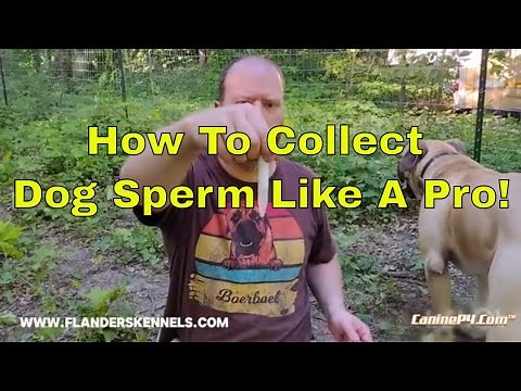 How To Collect Dog Sperm Like A Pro!