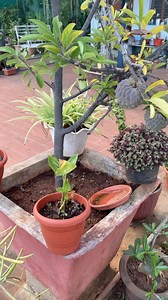5.7K views · 164 reactions | Growing Fruit Trees Successfully in Containers with decent Harvest!! | Garden Tips | Facebook