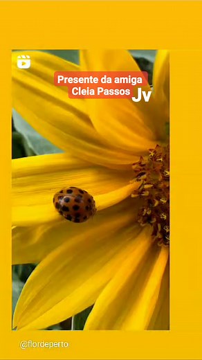 4.2K views · 89 reactions | ╰⊱⊱╮Joaninha Viajante╰⊱⊱╮ | Joaninha Viajante | Facebook