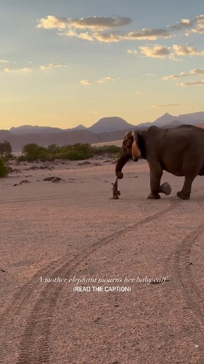 Elephants display profound emotions that resonate with humans. This...