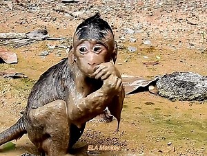 Poor baby stuck with mud | The Story Daily