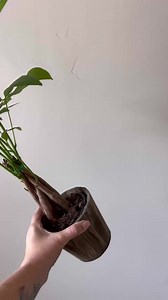 Looking to send a Graduation gift? Send them a Money Tree - known as a symbol of luck and prosperity 🤞 #arrangements #bouquet #pretty #flowers #graduation #gradgift | From You Flowers