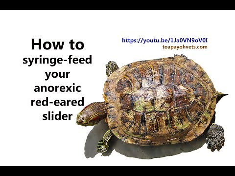 *Final Video: How to syringe-feed a red-eared slider that is not eating