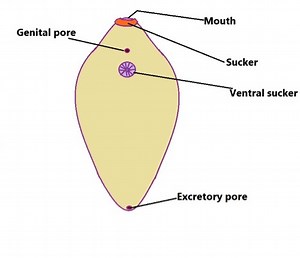 Phylum Platyhelminthes – Examples and Characteristics