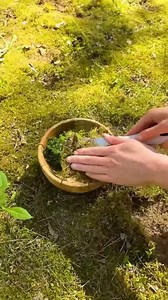 300K views · 653 reactions | Moss terrarium made from natural materials  | 5-Minute Crafts | Facebook