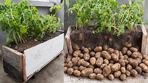 48 Hours to Harvest Your Potatoes In Pots Challenge! | DIY Balcony Garden