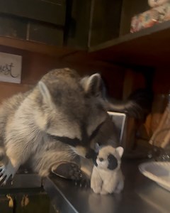 Diddles Raccoon on Reels