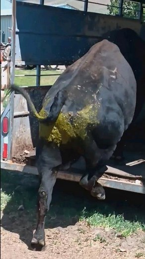 loading Bull into trailer for transport #ranch #outdoors