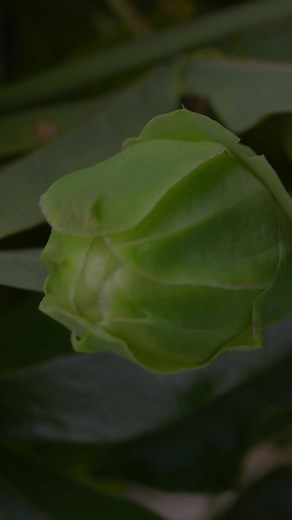 12K views · 419 reactions | Flowers Quiz #quiz #science #education #flowers #botany | Nick's Questions | Facebook