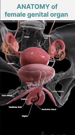 Animation (Female genital organ anatomy)