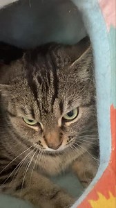 Libby has been diagnosed with F.I.P. (Feline Infectious Peritonitis)...