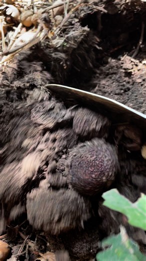The joy of finding truffles #Blacktruffle #truffle | Yang Yang