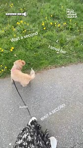 Hey, I know that guy! 🤣🐶🥰 #Cockapoo #Dog #Funny #Cute | Try Not to Laugh