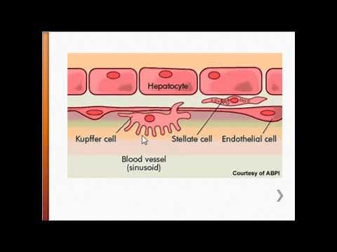 USMLE Immunology - Resident Macrophages: Kupffer Cells & the Liver
