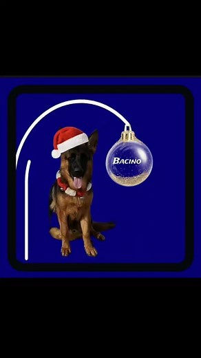 Elite German Shepherds on Reels