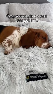 Beware of Dog 🐶 #bassethound #basshole #doglife #grumpy #moody #dnd | Elmer the Basset