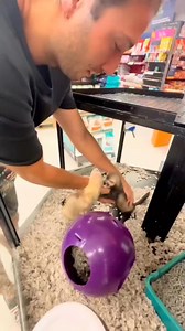 623K views · 10K reactions | The Heartwarming Reunion of Two Ferrets ❤️ #ferretlife #reels #heartmelting #HeartwarmingMoments #viralvideo #fbgood | Deep Access | Facebook