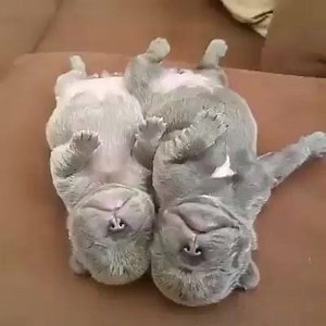 Cute Sleeping :) Must Check Please (Y) | Rings | Facebook